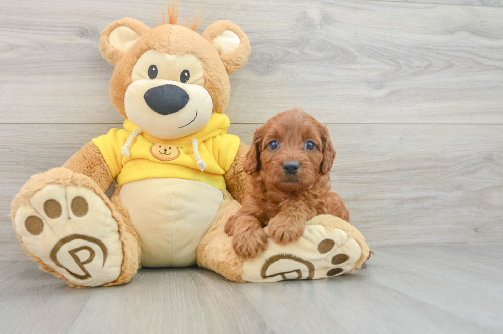 7 week old Cavapoo Puppy For Sale - Florida Fur Babies