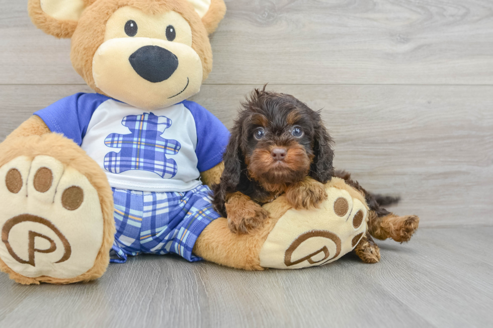 Best Cavapoo Baby