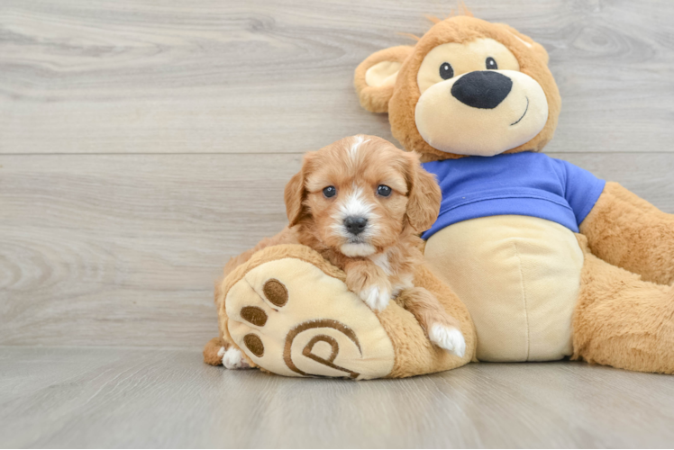 Cavapoo Puppy for Adoption