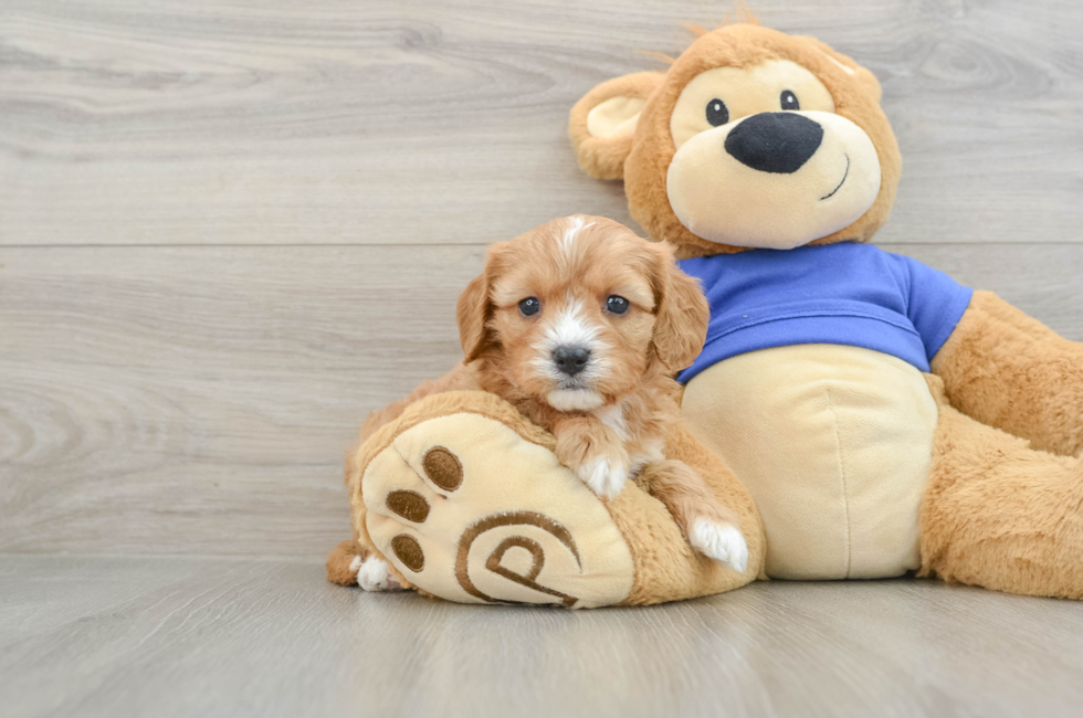5 week old Cavapoo Puppy For Sale - Florida Fur Babies
