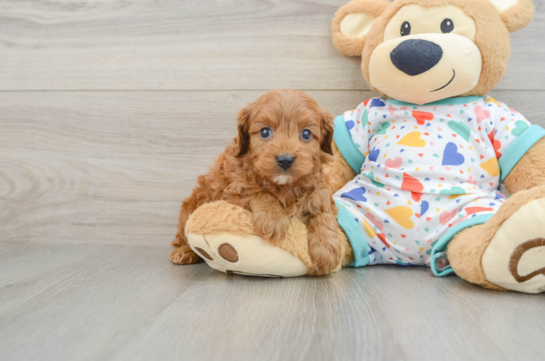 Cavapoo Puppy for Adoption