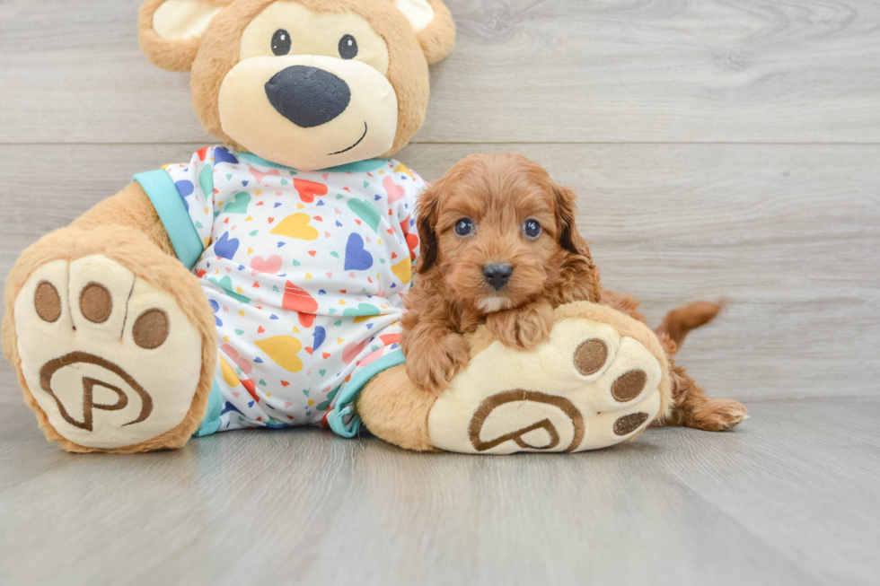 Fluffy Cavapoo Poodle Mix Pup