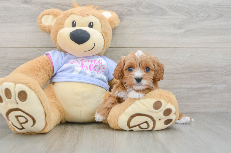 5 week old Cavapoo Puppy For Sale - Florida Fur Babies