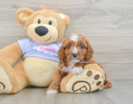 8 week old Cavapoo Puppy For Sale - Florida Fur Babies