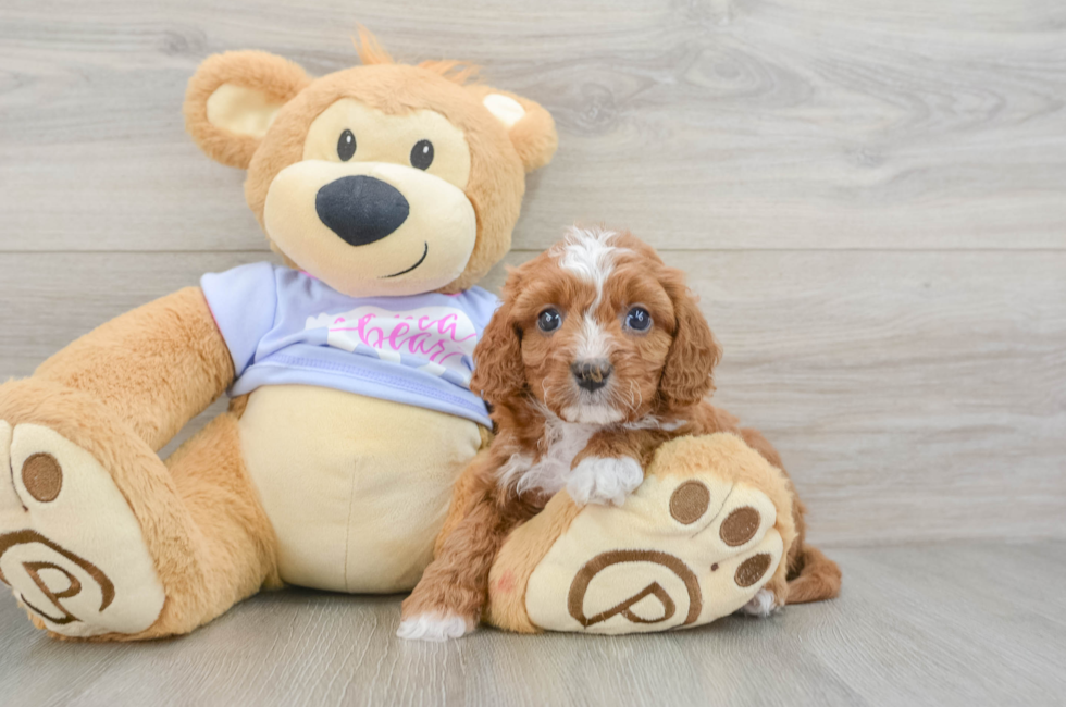 6 week old Cavapoo Puppy For Sale - Florida Fur Babies