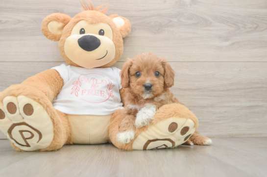 Cavapoo Pup Being Cute