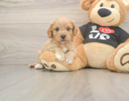 6 week old Cavapoo Puppy For Sale - Florida Fur Babies