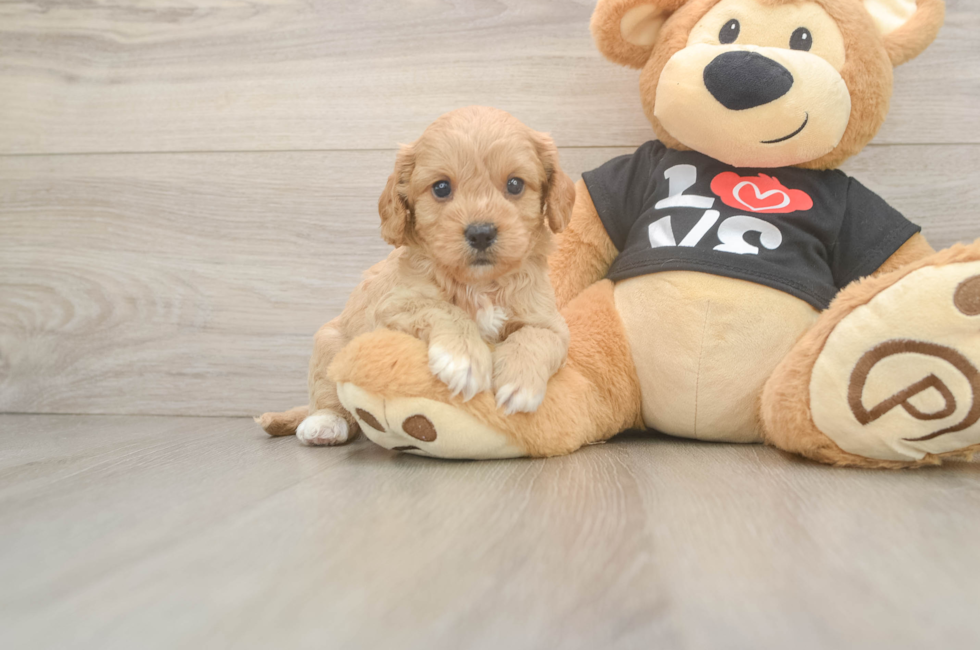 5 week old Cavapoo Puppy For Sale - Florida Fur Babies
