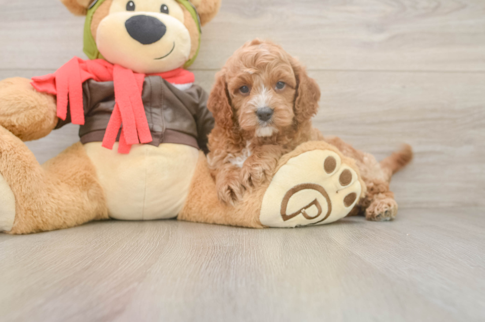 6 week old Cavapoo Puppy For Sale - Florida Fur Babies