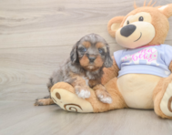 7 week old Cavapoo Puppy For Sale - Florida Fur Babies