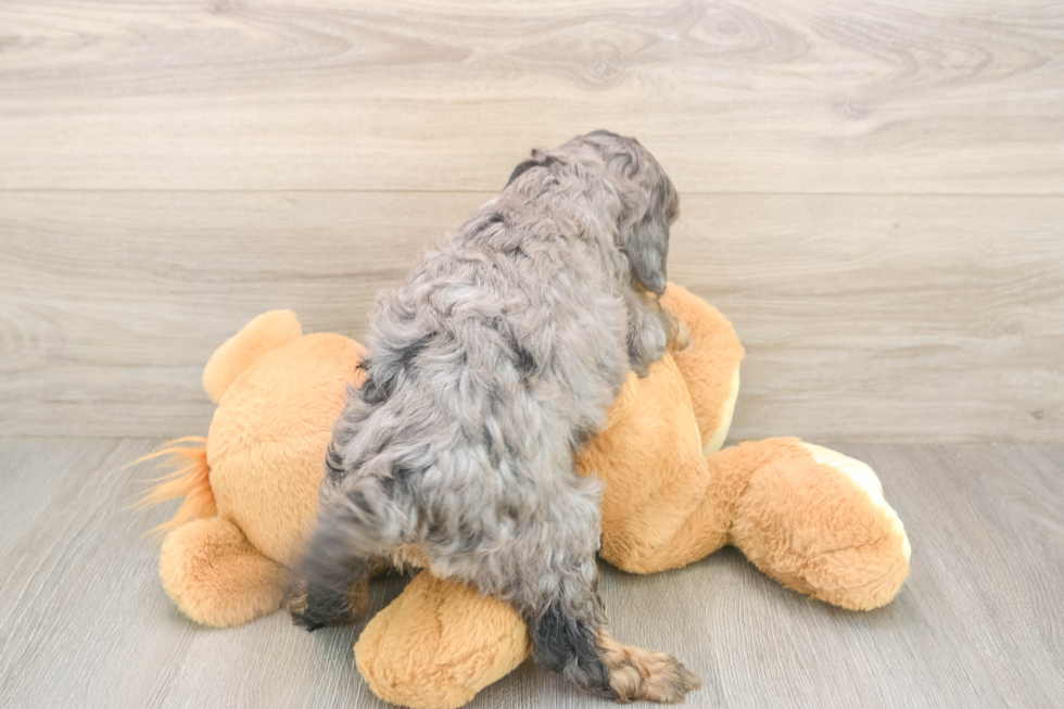 Adorable Cavalier King Charles Spaniel and Poodle Mix Poodle Mix Puppy