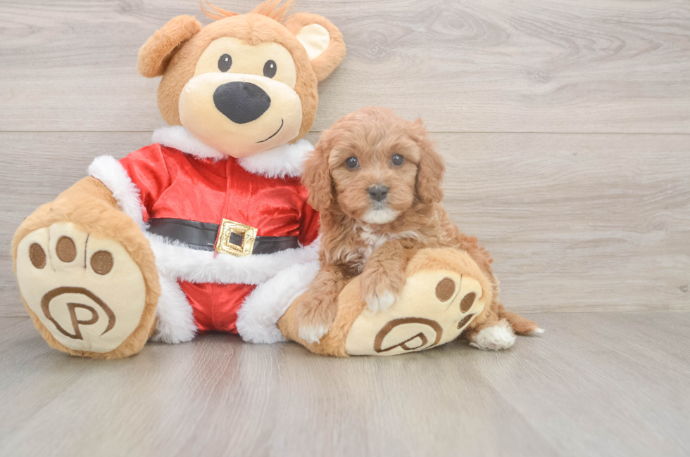 5 week old Cavapoo Puppy For Sale - Florida Fur Babies