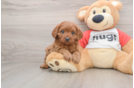 Cavapoo Puppy for Adoption