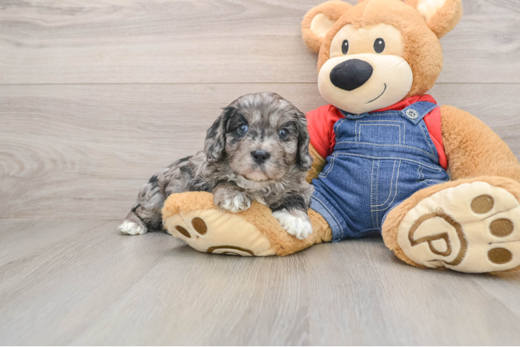 Best Cavapoo Baby