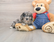 8 week old Cavapoo Puppy For Sale - Florida Fur Babies