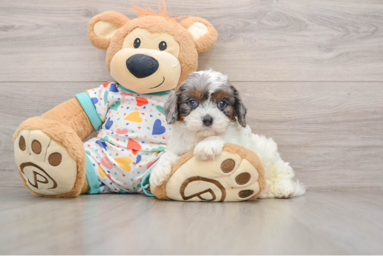 Best Cavapoo Baby