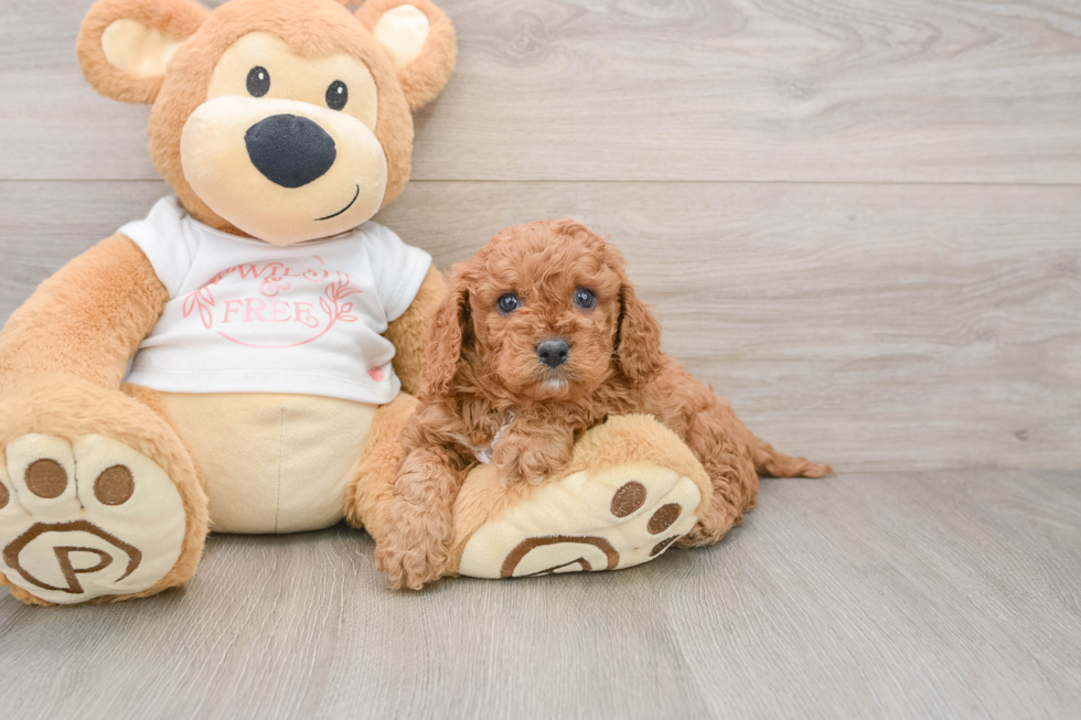 Smart Cavapoo Poodle Mix Pup