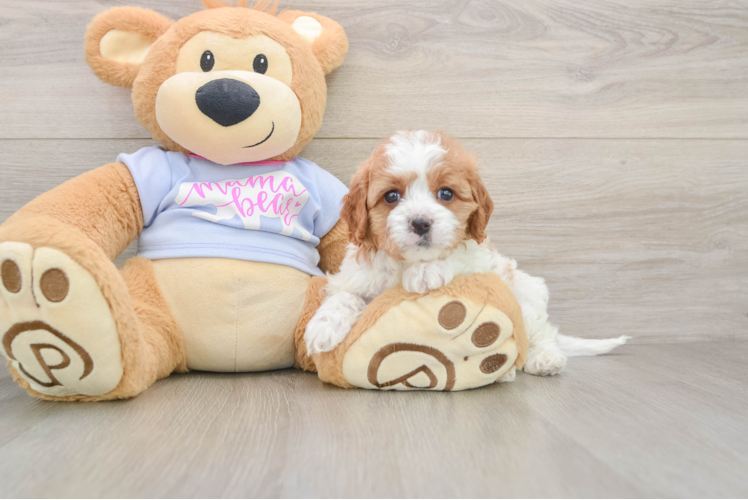 Petite Cavapoo Poodle Mix Pup
