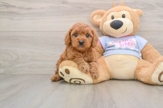Cavapoo Puppy for Adoption