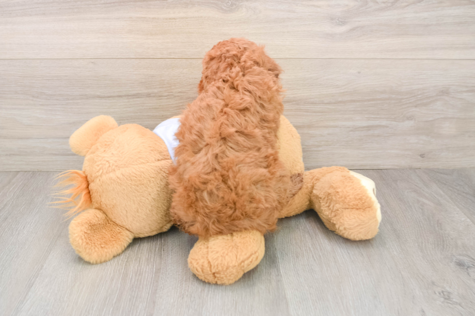 Hypoallergenic Cavadoodle Poodle Mix Puppy