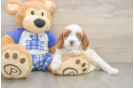 Cavapoo Pup Being Cute