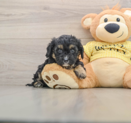 7 week old Cavapoo Puppy For Sale - Florida Fur Babies