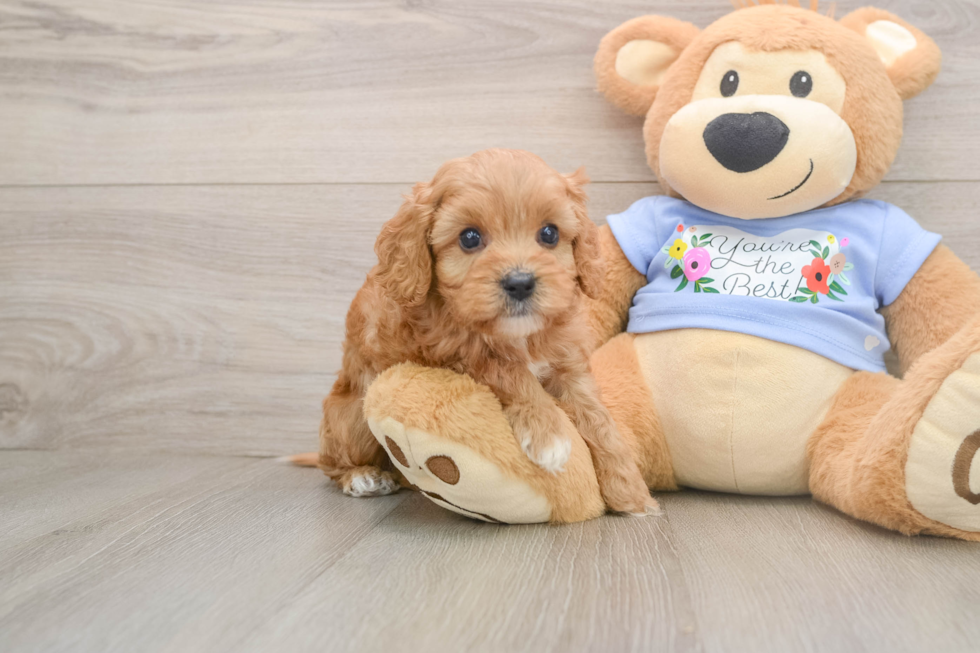 Cavapoo Puppy for Adoption