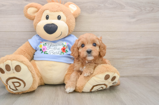 Smart Cavapoo Poodle Mix Pup
