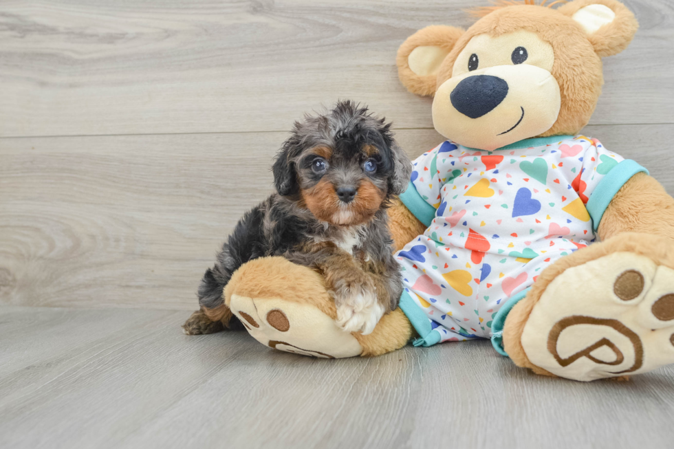 Cavapoo Puppy for Adoption