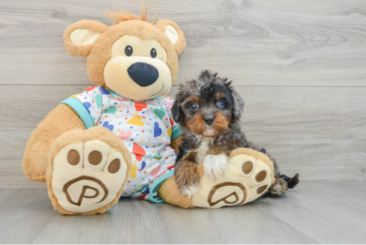 Little Cavipoo Poodle Mix Puppy