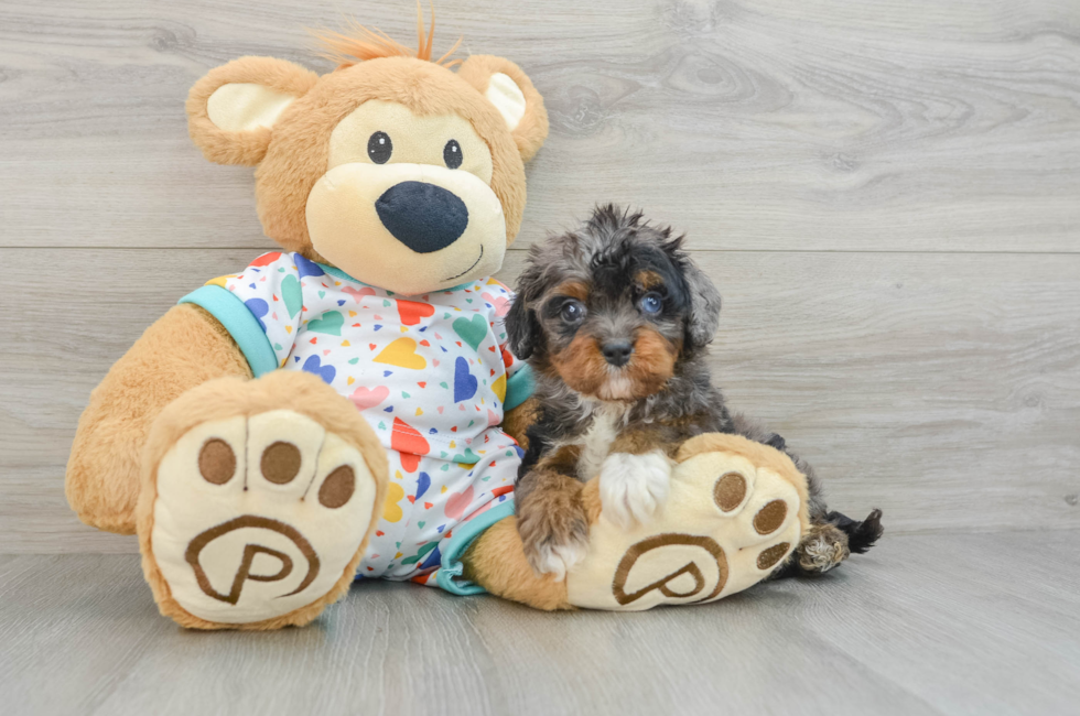 5 week old Cavapoo Puppy For Sale - Florida Fur Babies