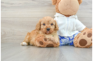 Cavapoo Puppy for Adoption