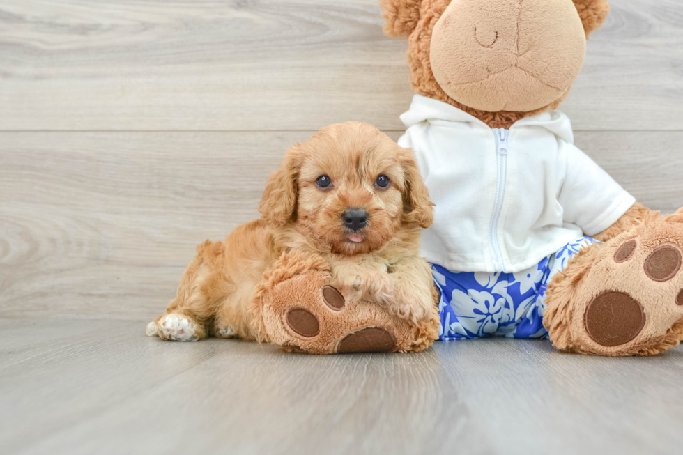 Cavapoo Puppy for Adoption