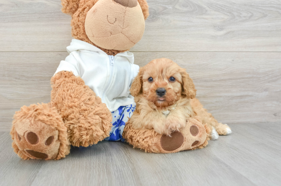 6 week old Cavapoo Puppy For Sale - Florida Fur Babies