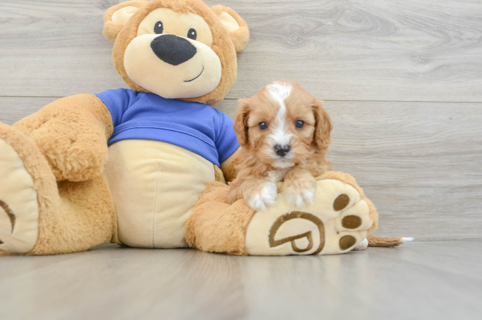 5 week old Cavapoo Puppy For Sale - Florida Fur Babies
