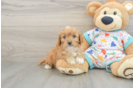 Cavapoo Puppy for Adoption