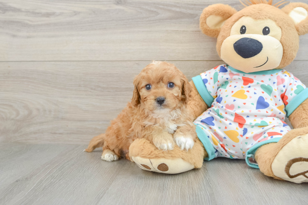 Cavapoo Puppy for Adoption