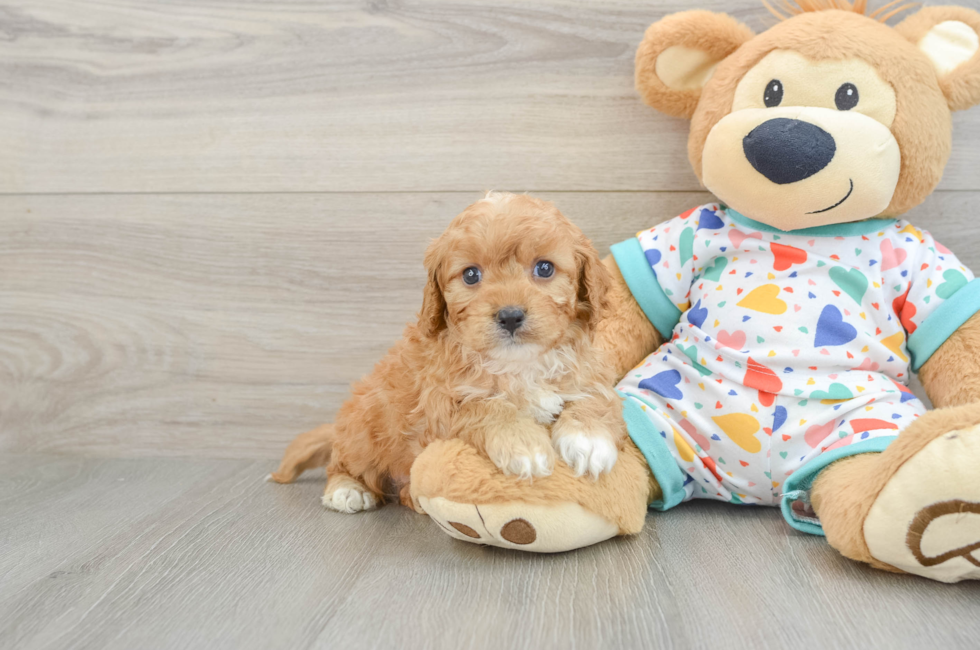 6 week old Cavapoo Puppy For Sale - Florida Fur Babies
