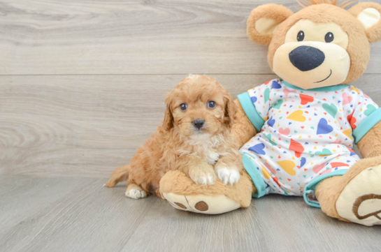 Cavapoo Puppy for Adoption