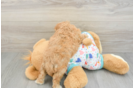 Cavapoo Puppy for Adoption
