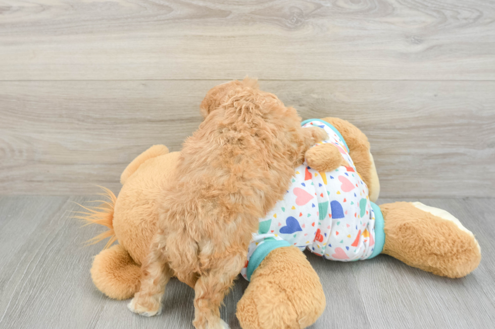 Cavapoo Puppy for Adoption