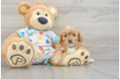 Fluffy Cavapoo Poodle Mix Pup