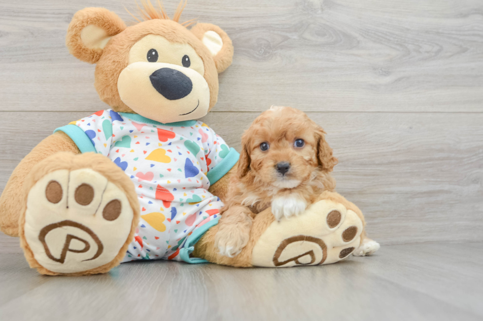 Fluffy Cavapoo Poodle Mix Pup