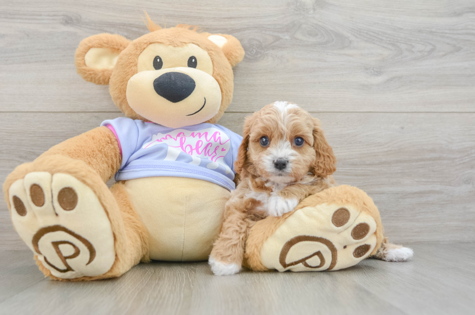 5 week old Cavapoo Puppy For Sale - Florida Fur Babies