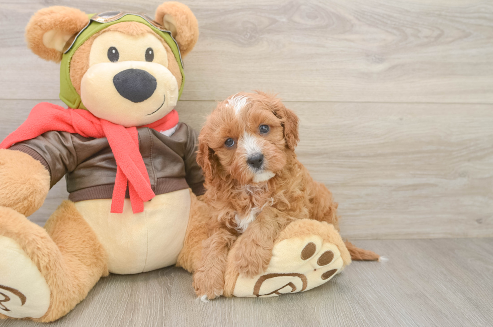 6 week old Cavapoo Puppy For Sale - Florida Fur Babies