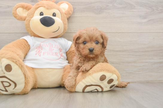 Friendly Cavapoo Baby