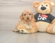6 week old Cavapoo Puppy For Sale - Florida Fur Babies
