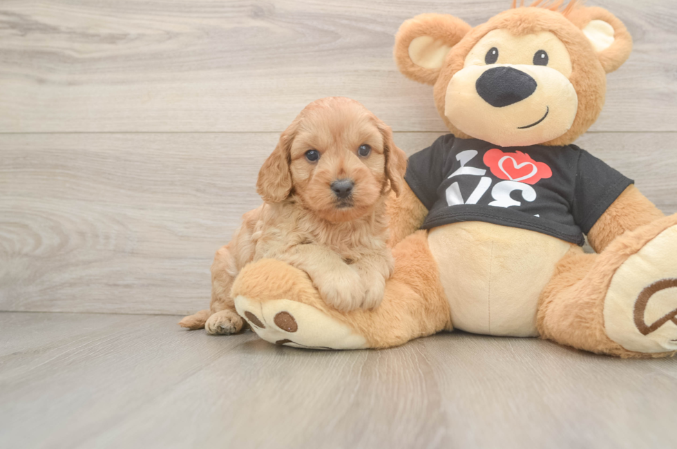 5 week old Cavapoo Puppy For Sale - Florida Fur Babies