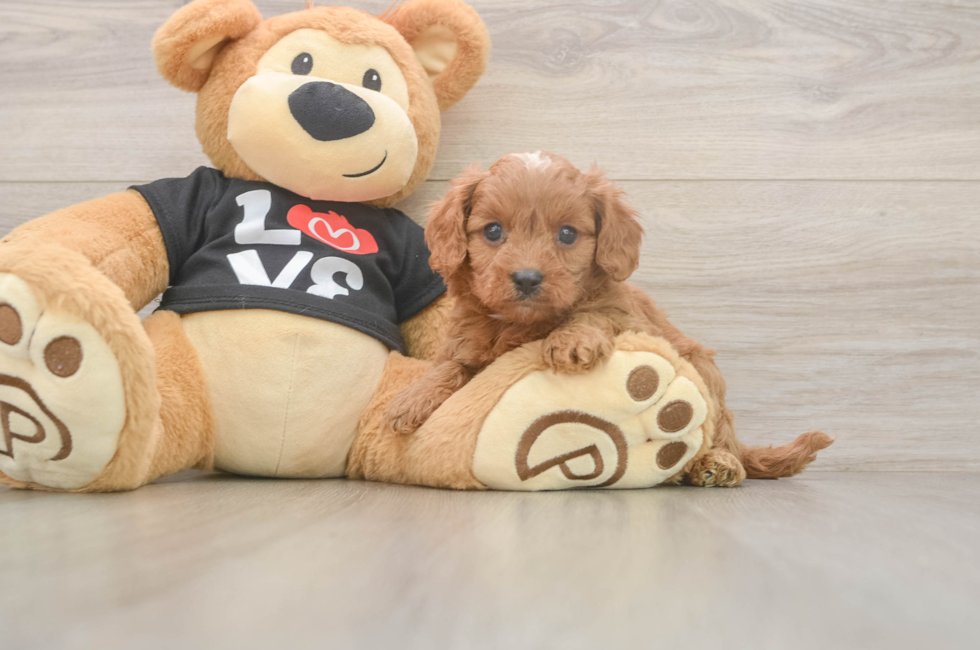 5 week old Cavapoo Puppy For Sale - Florida Fur Babies