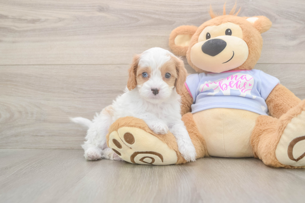 Meet Dorito - our Cavapoo Puppy Photo  2/3 - Florida Fur Babies Best Cavapoo Baby